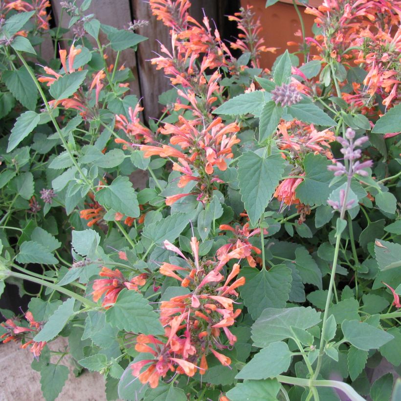 Agastache rupestris (Plant habit)
