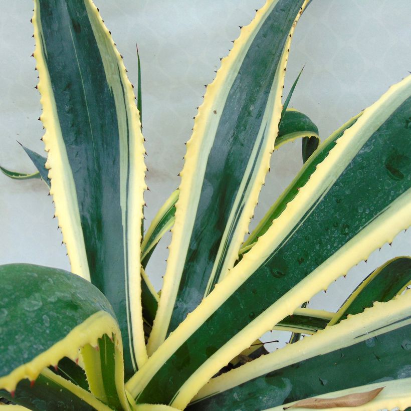 Agave americana Variegata - Agave d'Amérique (Flowering)