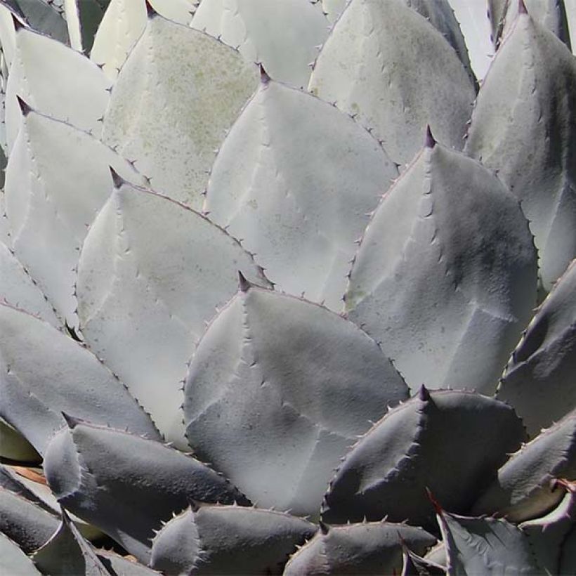 Agave parryi huachucensis - Agave de Parry (Foliage)