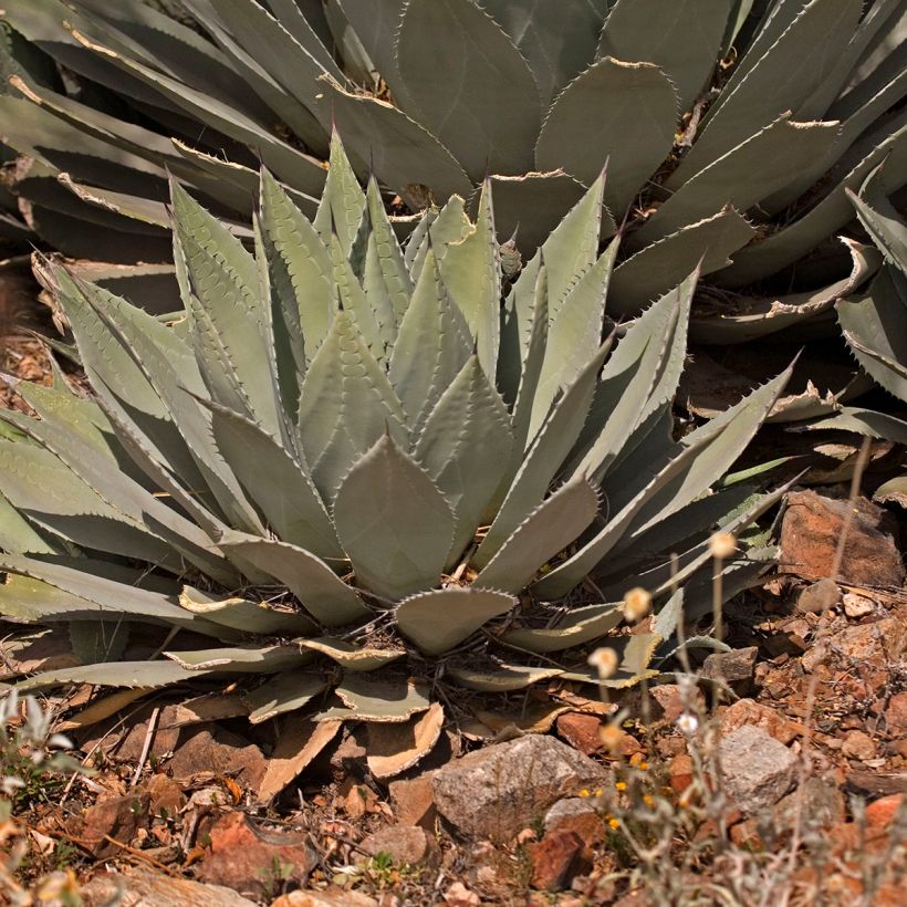 Agave parryi huachucensis - Agave de Parry (Plant habit)
