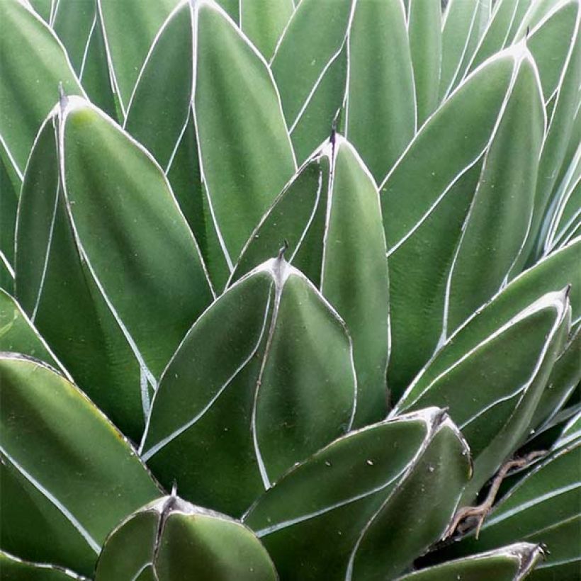 Agave victoriae reginae - Agave de la Reine Victoria (Foliage)
