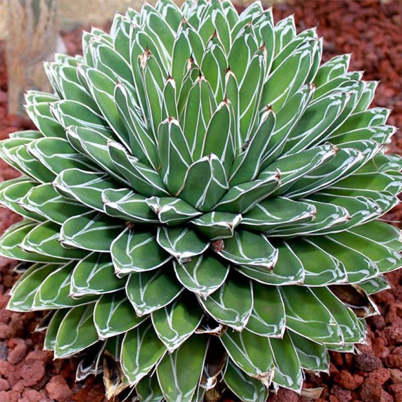Agave victoriae reginae - Agave de la Reine Victoria (Plant habit)
