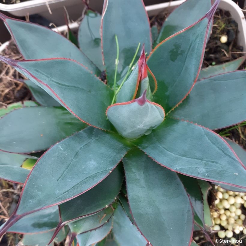 Agave attenuata Blue Ember (Flowering)