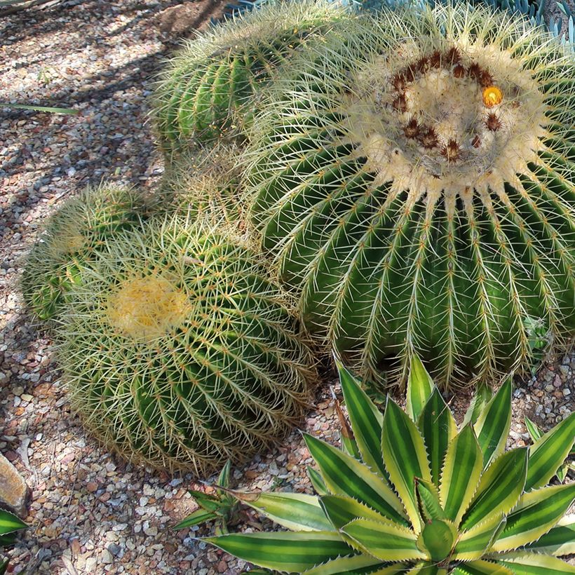 Agave lophantha Quadricolor - Agave à quatre couleurs (Plant habit)