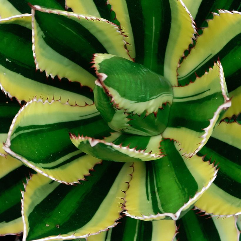 Agave lophantha Quadricolor - Agave à quatre couleurs (Foliage)