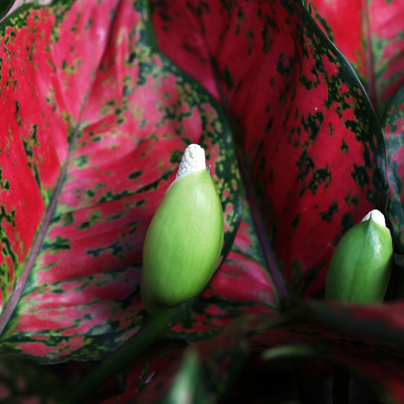 Aglaonema Red Valentine (Flowering)