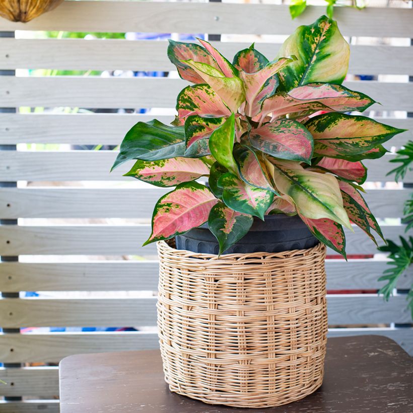 Aglaonema Red Valentine (Plant habit)