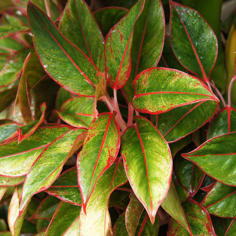 Aglaonema Siam Aurora (Foliage)