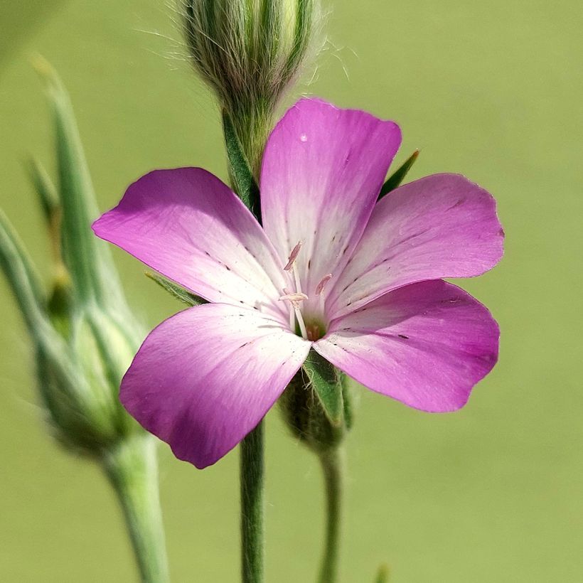 Graines de Nielle des Blés BIO - Agrostemma githago (Flowering)