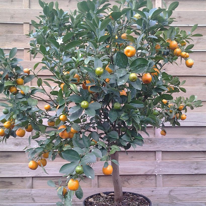 Calamondin - Citrus madurensis (mitis) (Plant habit)