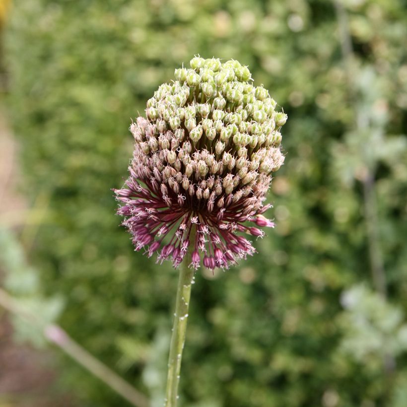 Ail d'ornement - Allium Forelock (Flowering)