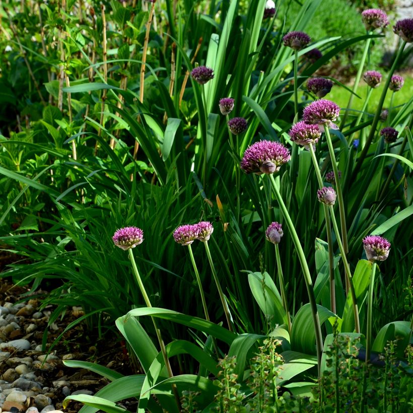 Ail d'ornement - Allium Ostara (Plant habit)