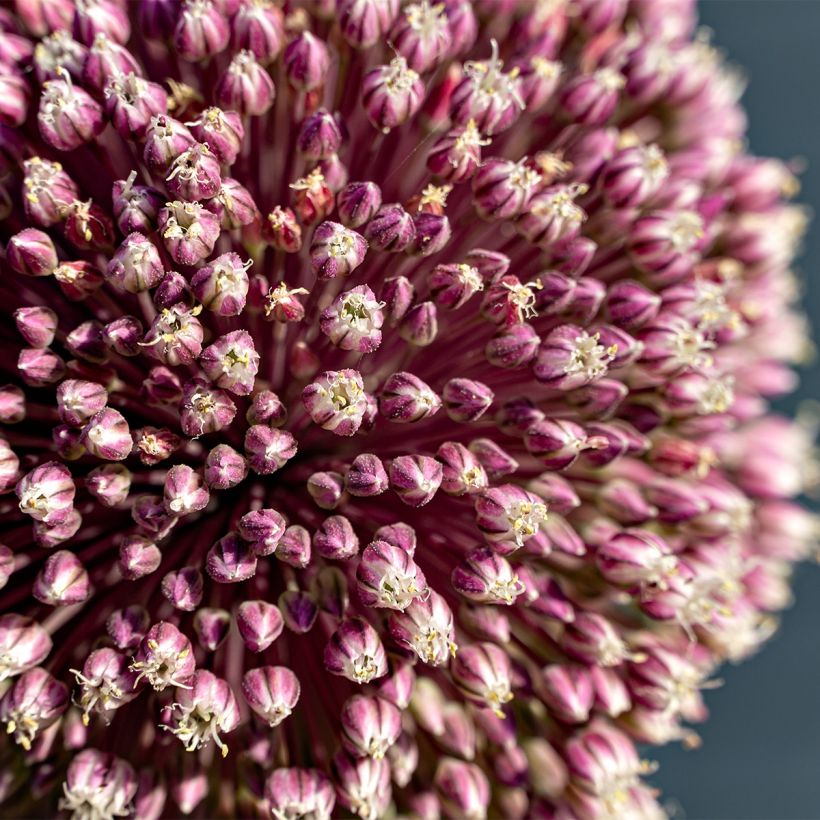 Ail d'ornement - Allium Summer Drummer (Flowering)