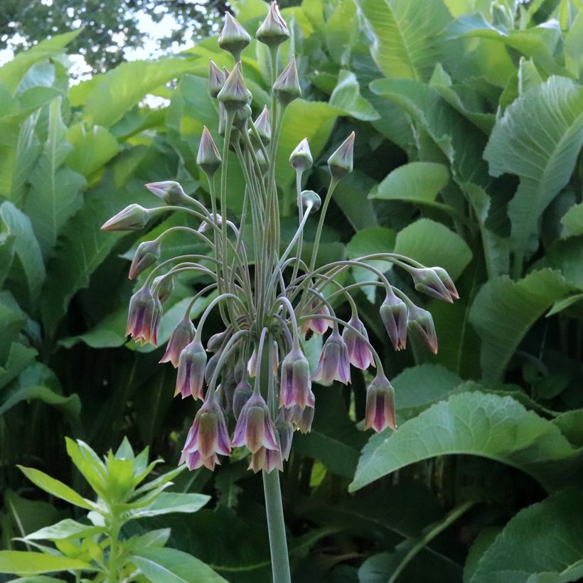 Ail d'ornement - Allium bulgaricum ou nectaroscordum (Flowering)