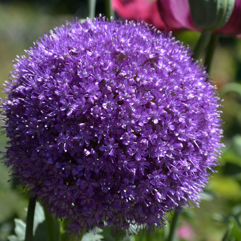 Ail d'ornement - Allium giganteum (Flowering)