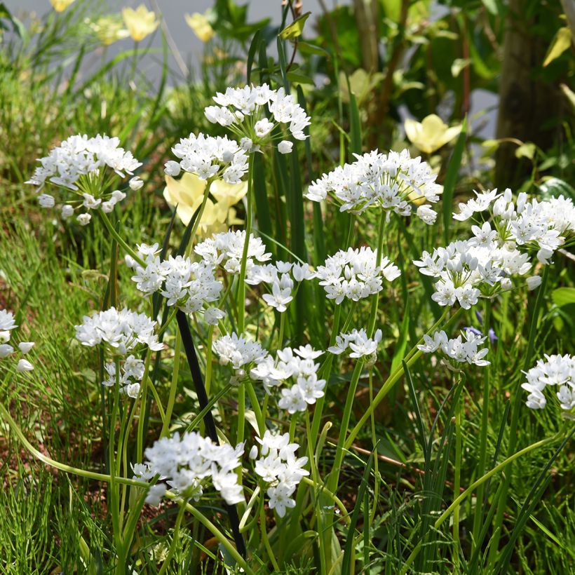 Ail d'ornement - Allium neapolitanum Groupe Cowanii (Plant habit)