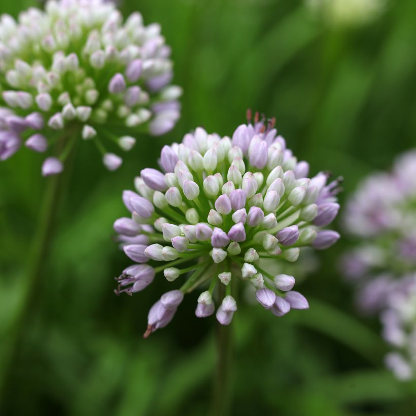 Ail d'ornement - Allium senescens Summer Beauty (Flowering)