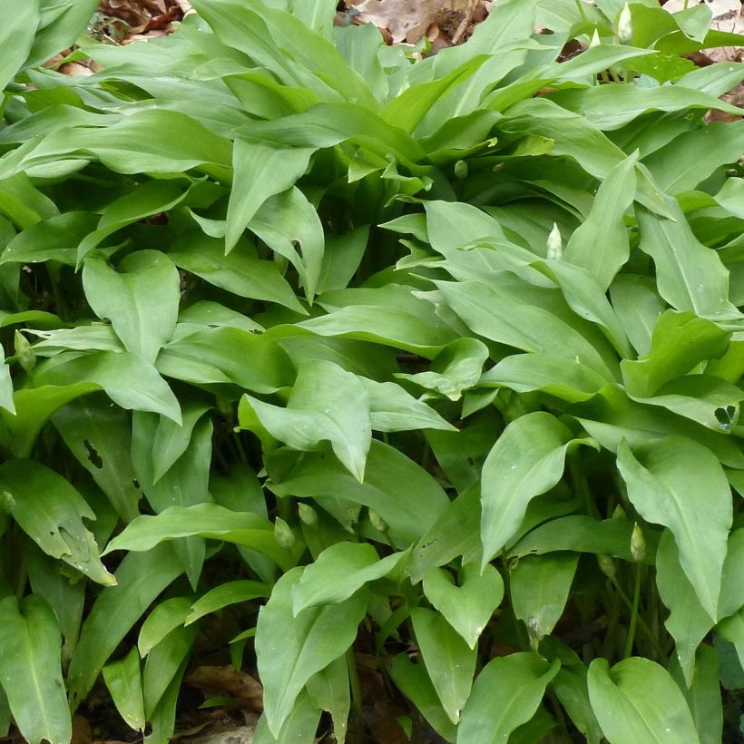 Ail des Ours - Allium ursinum (Foliage)