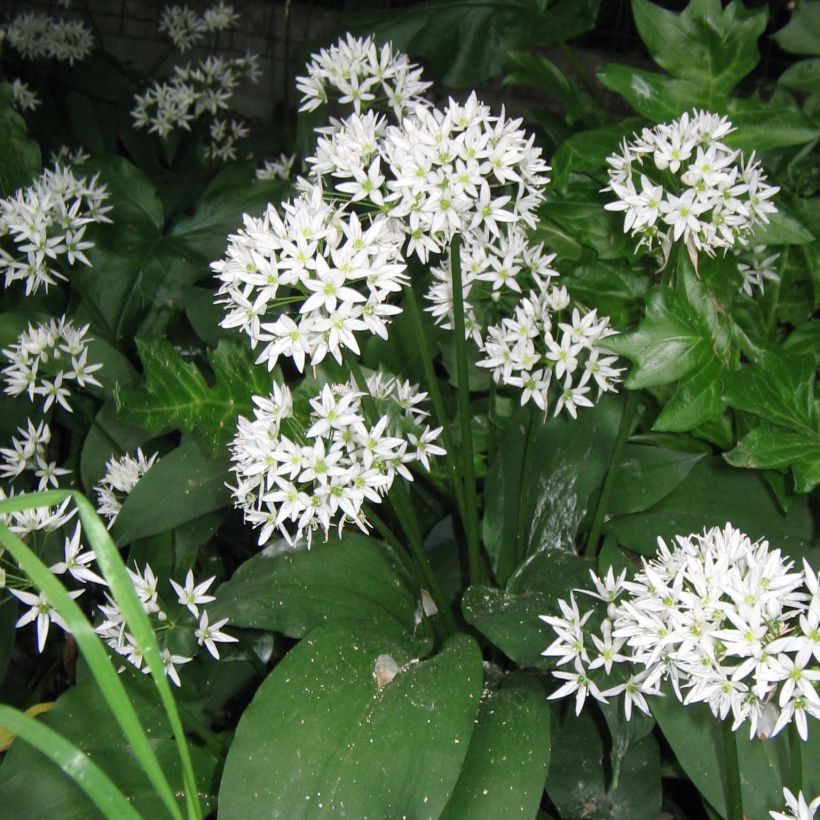 Ail des Ours - Allium ursinum (Flowering)