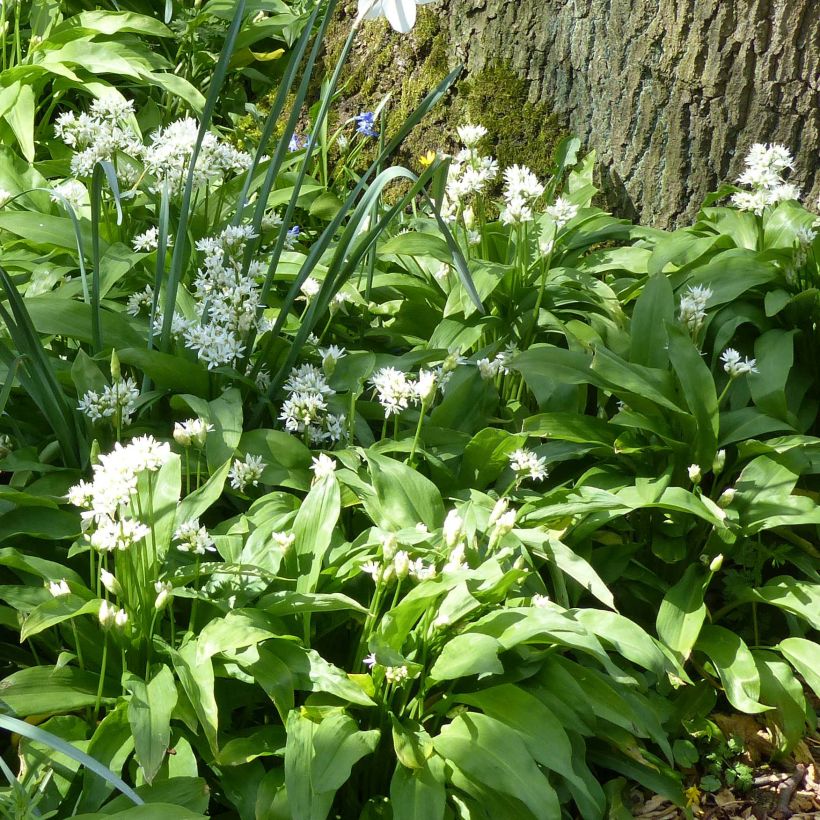 Ail des Ours - Allium ursinum (Plant habit)