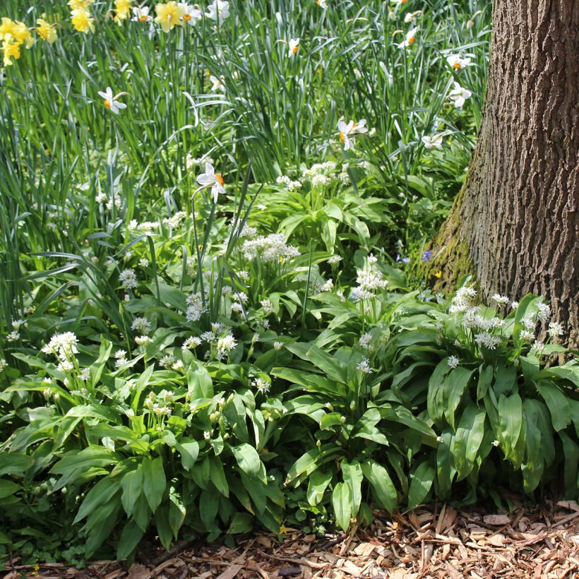 Ail des ours - Allium ursinum (Bulbes) (Plant habit)