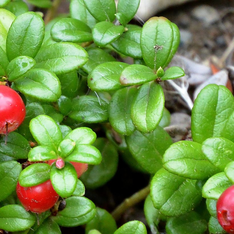 Airelle rouge Red Pearl - Vaccinium vitis-idaea (Foliage)