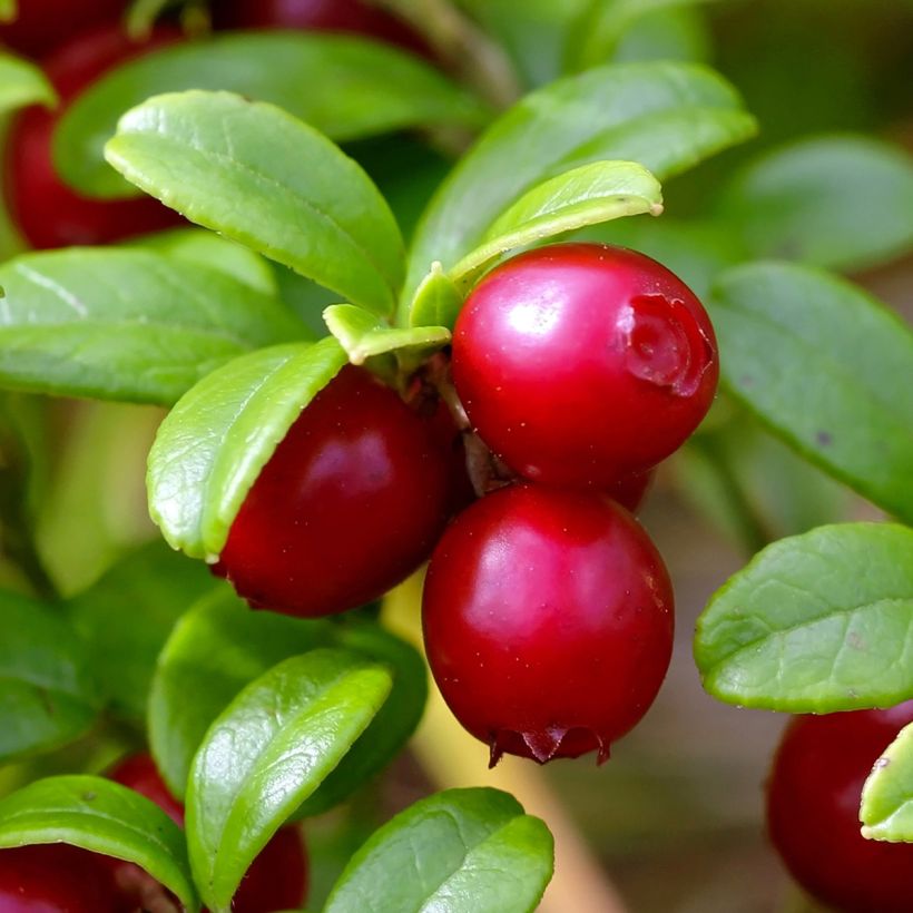 Airelle rouge Red Pearl - Vaccinium vitis-idaea (Harvest)