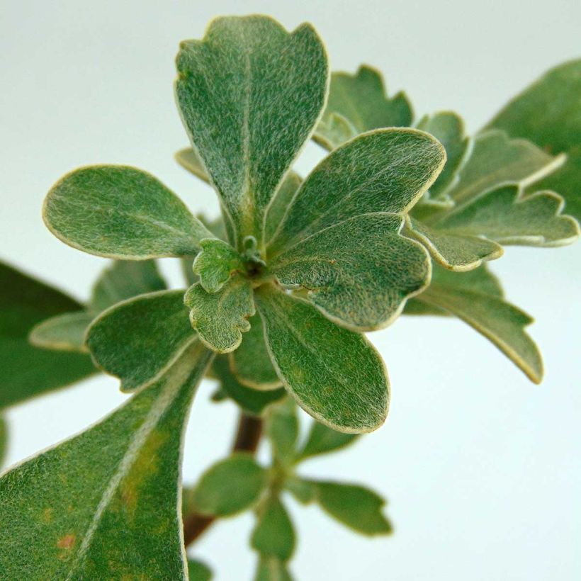 Ajania pacifica Gold and Silver - Chrysanthème du Pacifique (Foliage)