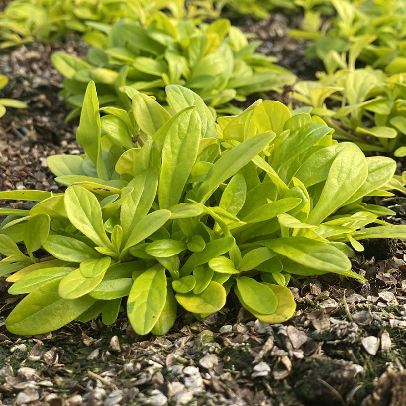 Bugle rampante - Ajuga tenorii Cordial Canary (Plant habit)