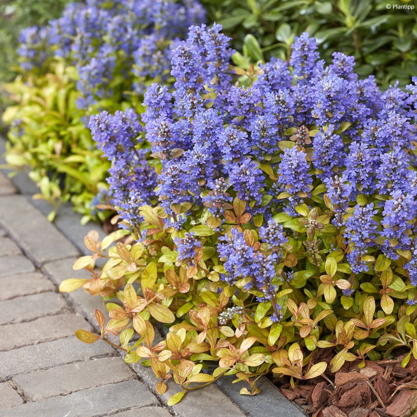 Ajuga Feathered Friends Fancy Finch - Bugle rampante (Plant habit)