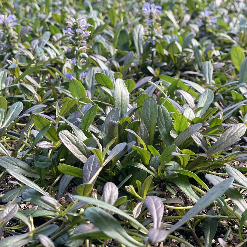 Ajuga Noble Nightingale - Bugle rampante (Plant habit)