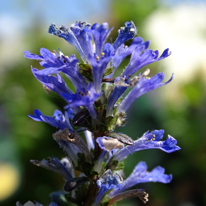 Ajuga Noble Nightingale - Bugle rampante (Flowering)