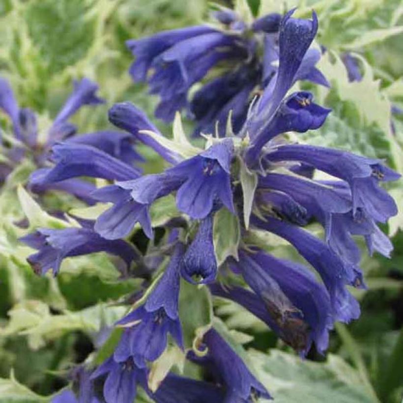 Bugle incisé - Ajuga incisa Frosted Jade (Flowering)