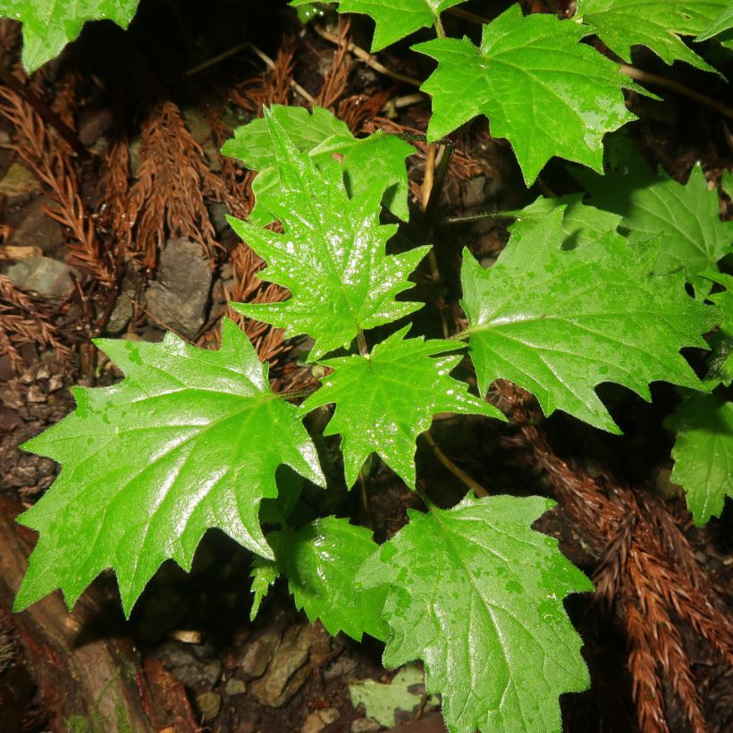 Ajuga incisa (Foliage)
