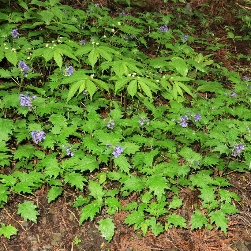 Ajuga incisa (Plant habit)