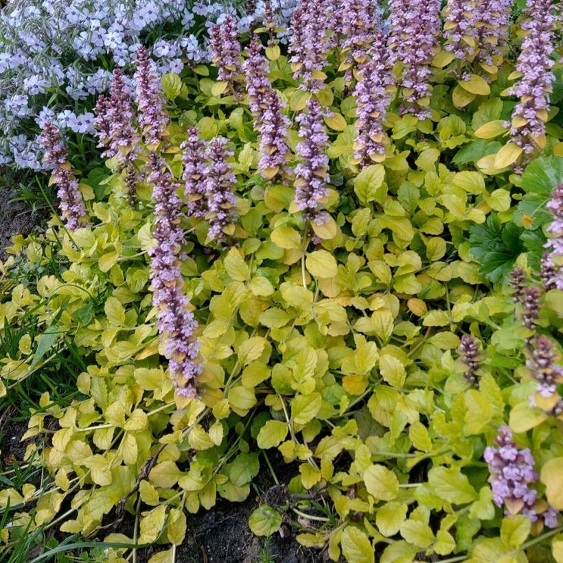 Bugle rampante - Ajuga reptans Gold Chang (Plant habit)
