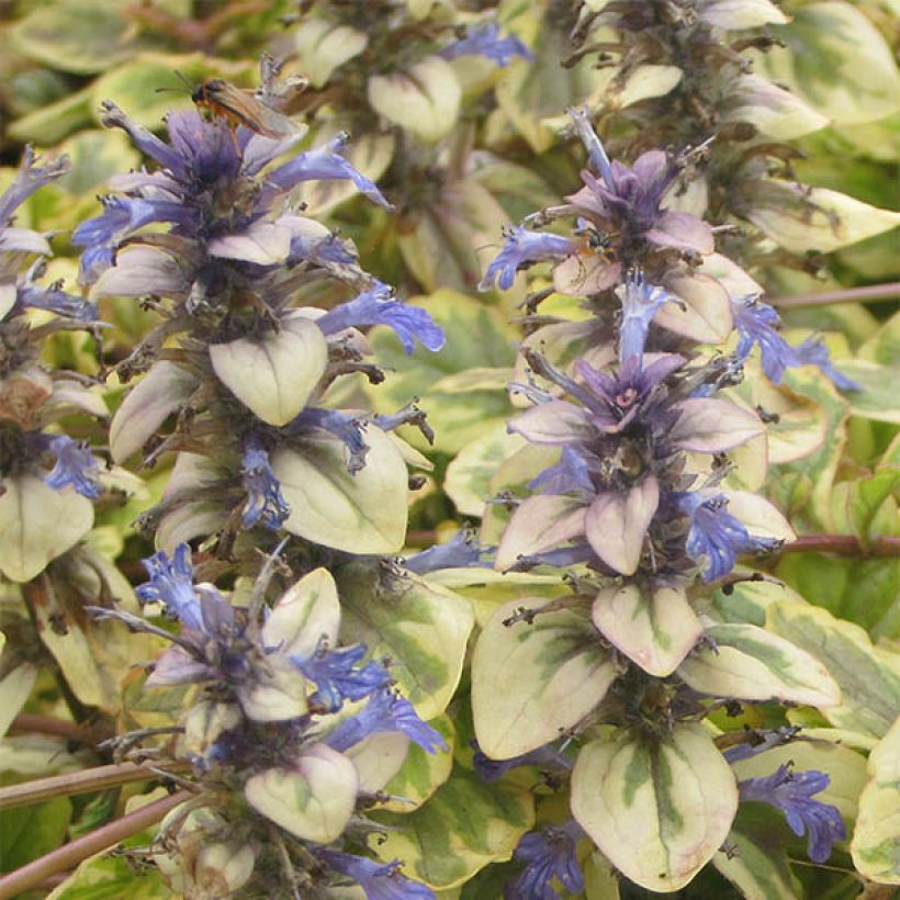 Bugle rampante - Ajuga reptans Golden Glow (Flowering)