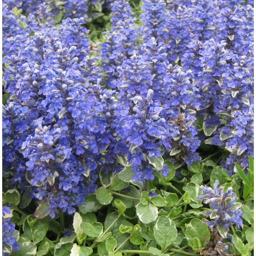 Bugle rampante panachée - Ajuga reptans Variegata (Plant habit)
