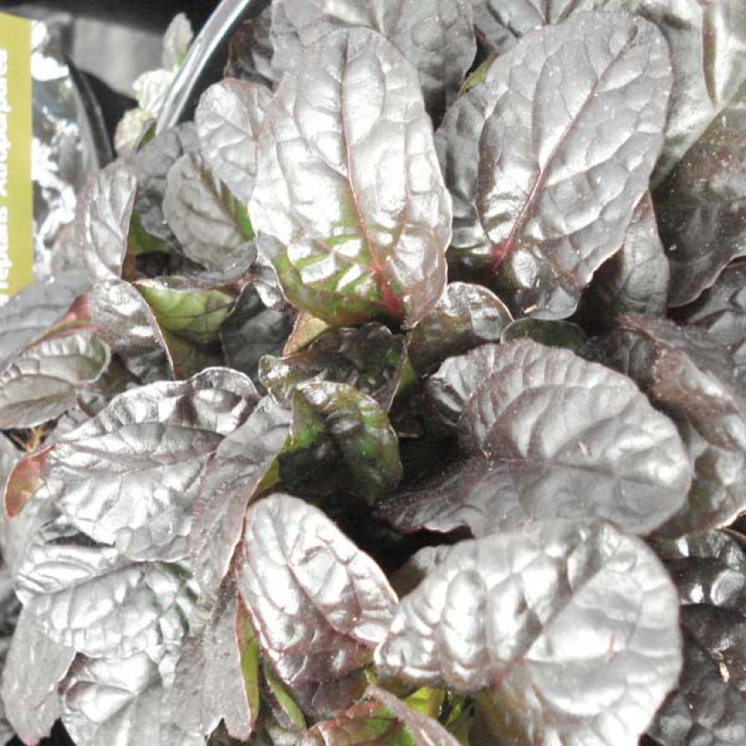 Bugle rampante - Ajuga reptans Atropurpurea (Foliage)