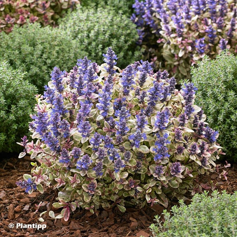 Bugle rampante - Ajuga tenorii Princess Nadia (Plant habit)