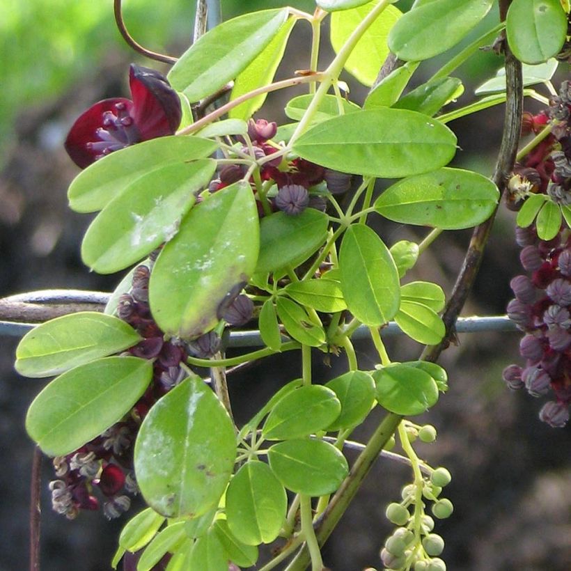Akebia longeracemosa - Akébie à longue grappe (Foliage)