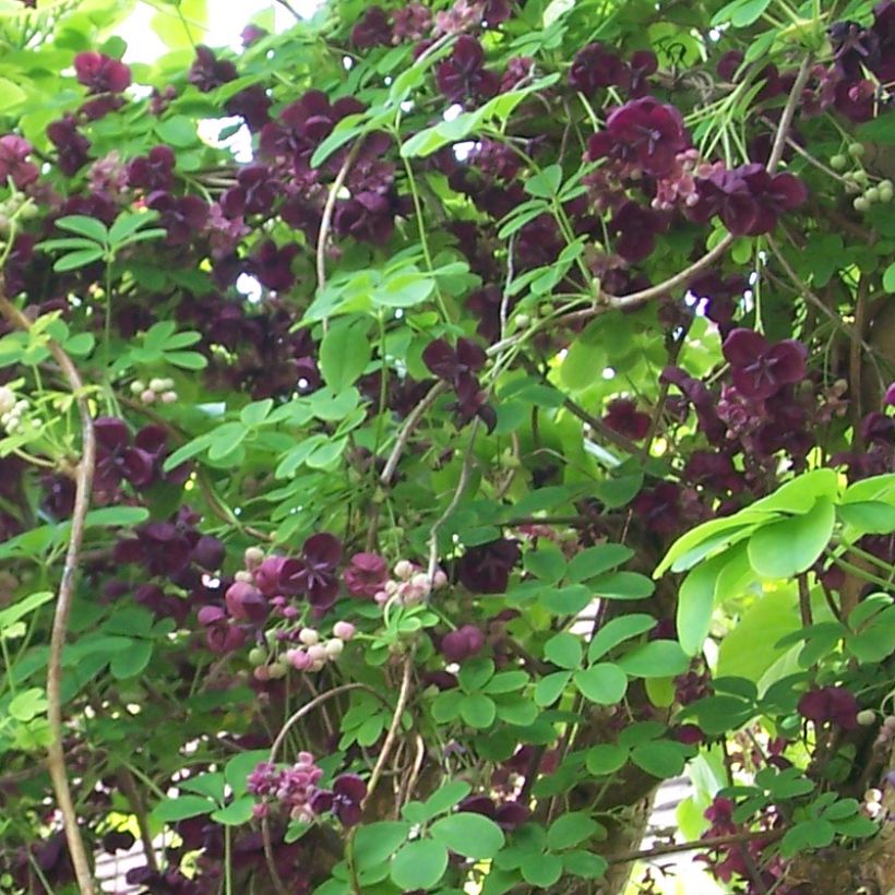 Akebia quinata Rosea - Akébie à cinq feuilles (Flowering)