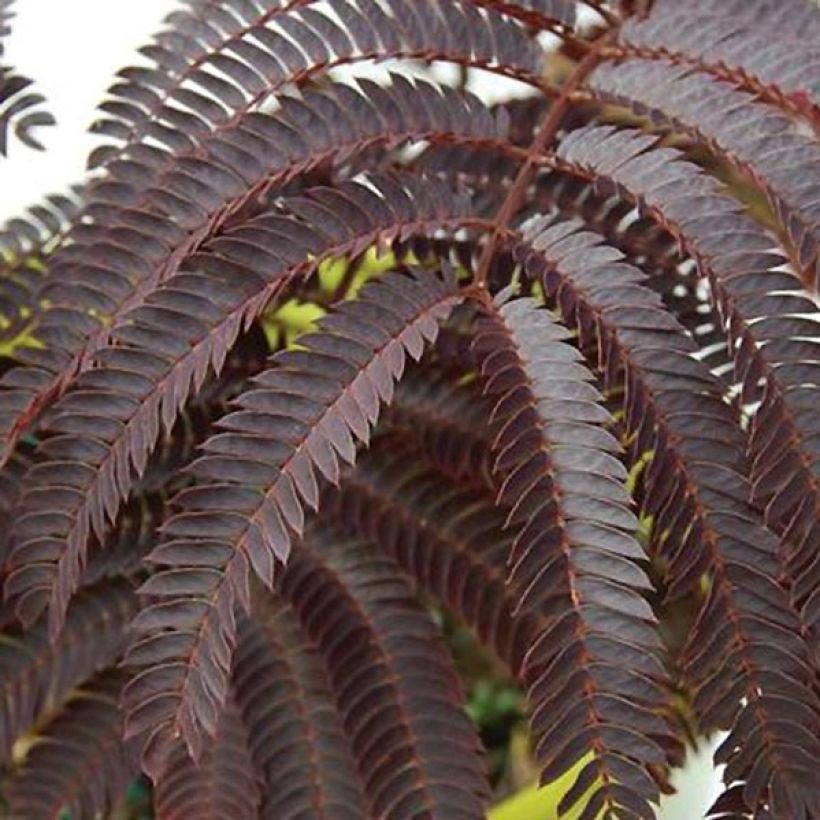 Albizia julibrissin Chocolate Fountain - Arbre à soie (Foliage)