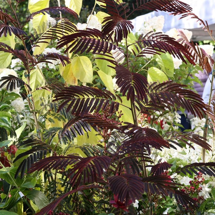 Albizia julibrissin Evey's Pride - Arbre de soie (Plant habit)