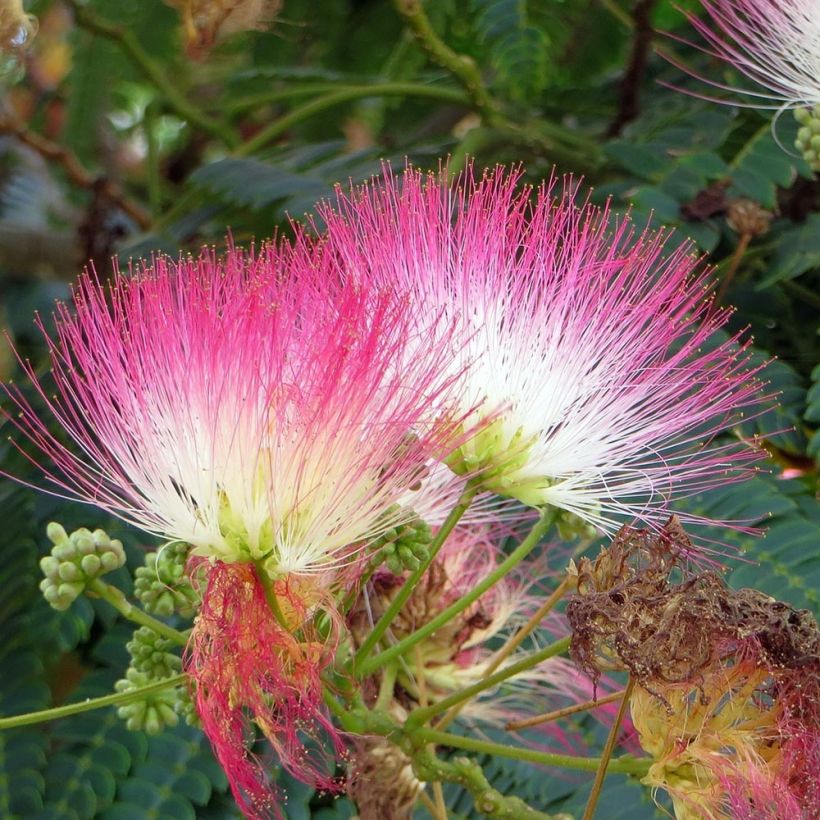 Albizia julibrissin Rouge Selection - Arbre à soie (Flowering)