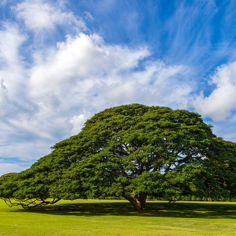 Albizia saman - Arbre à pluie (Plant habit)