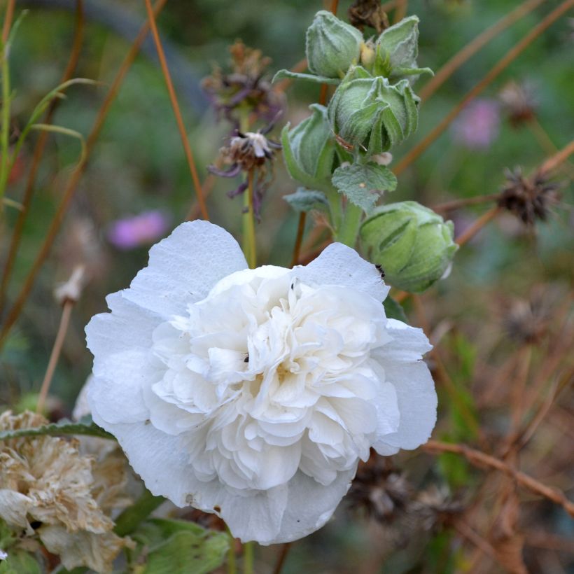 Rose trémière - Alcea rosea Chater's Double Blanc (Flowering)