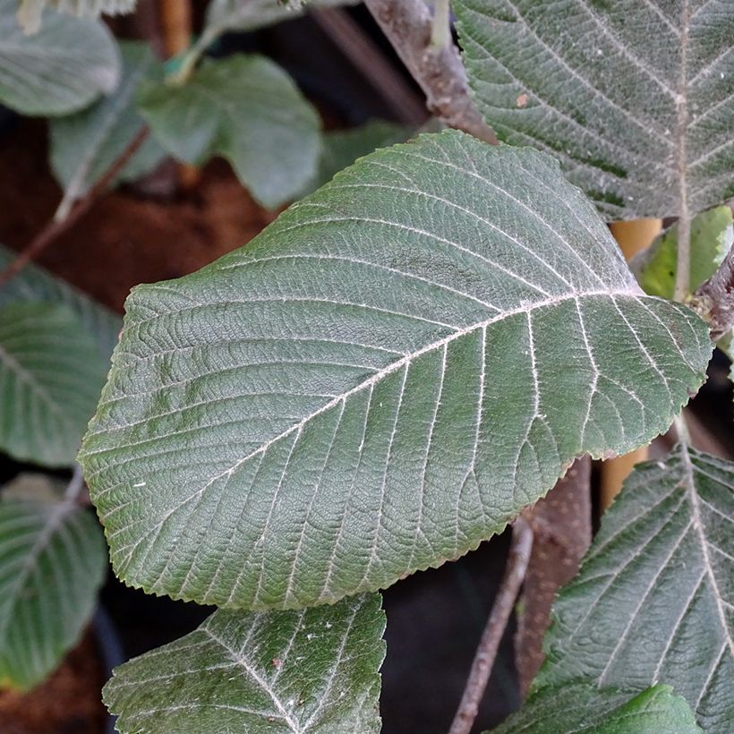 Alisier blanc - Sorbus aria Lutescens (Foliage)
