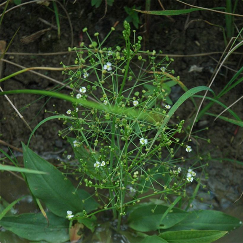 Alisma parviflora - Plantain d'eau (Plant habit)