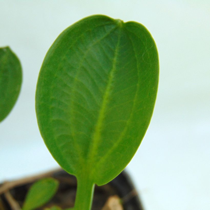 Alisma parviflora - Plantain d'eau (Foliage)